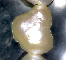 Figure 10. Photo of fresh-water pearl (5).png Figure 10. Photo of fresh-water pearl (5).png