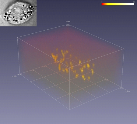Cell image